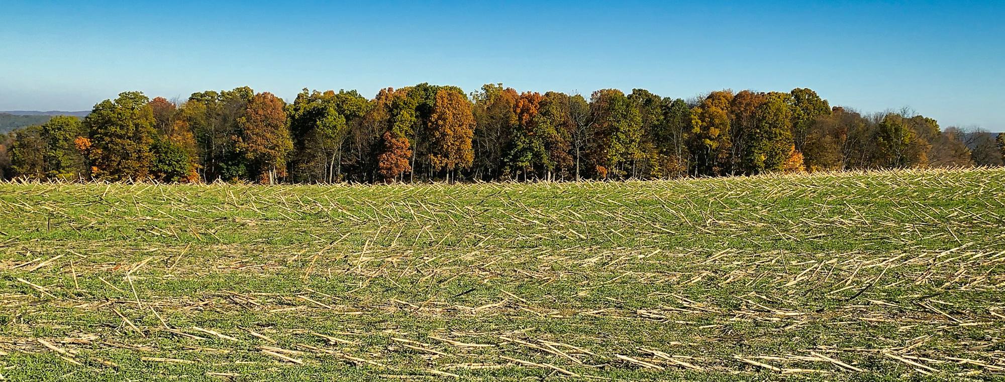 A harvested field under a clear blue sky, edged by a line of autumn trees.